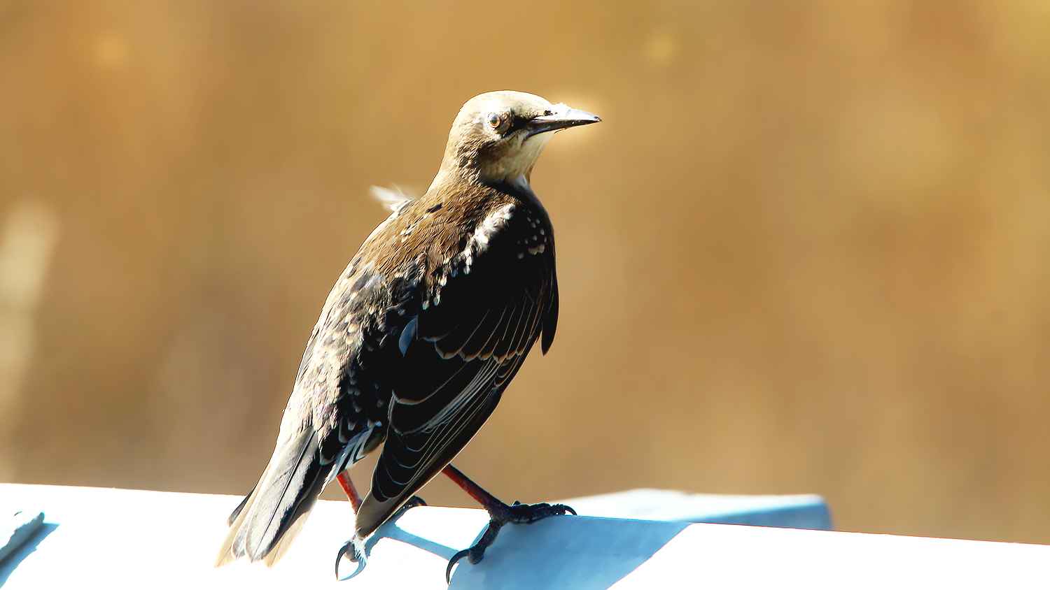 European Starling